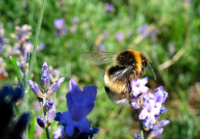 Hummel