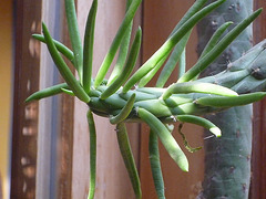 Rama de cactus