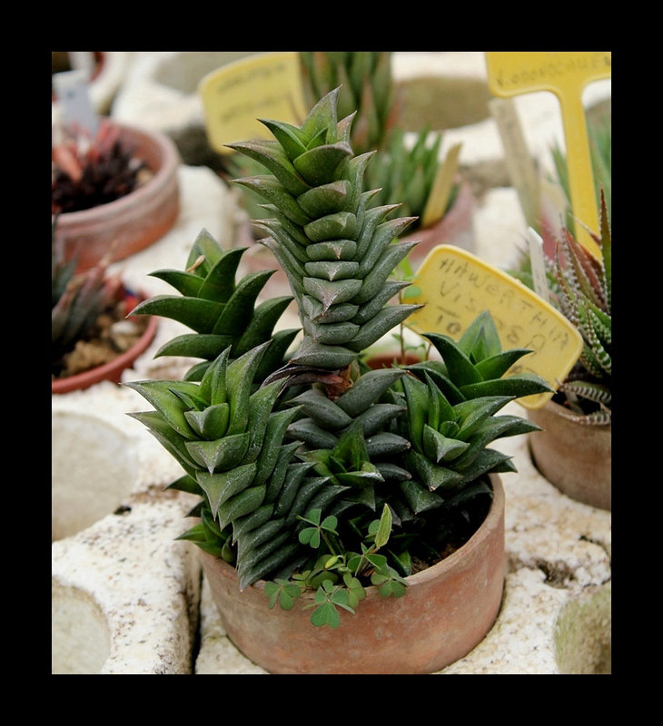 Collection d'Haworthia (17)
