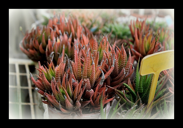 Collection d'Haworthia (19)