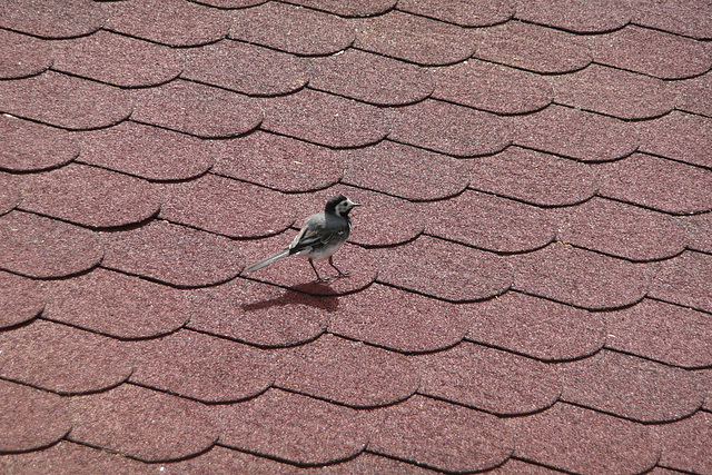 Bachstelze - motacilo - Bergeronette - ballerina - wagtail