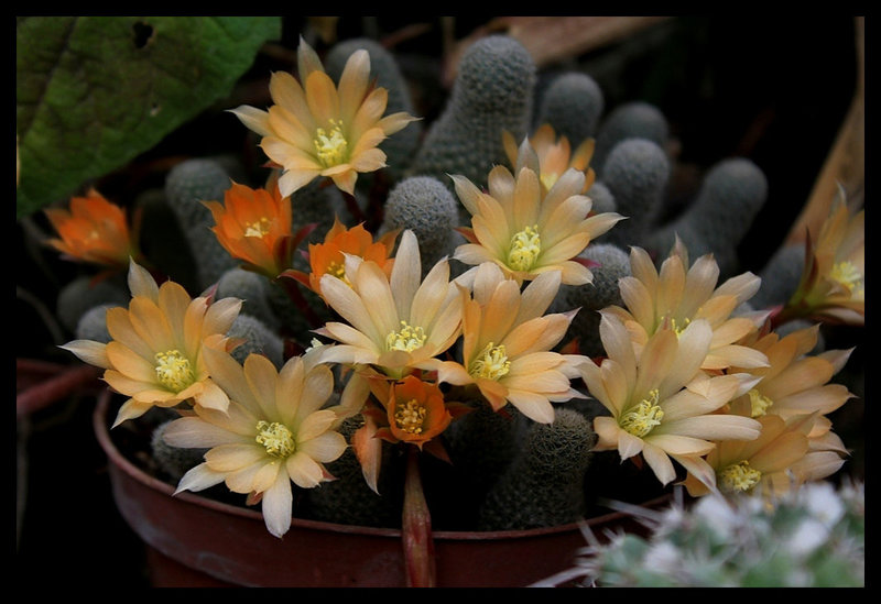 Rebutia