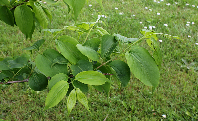 Heptacodium jasminoïdes