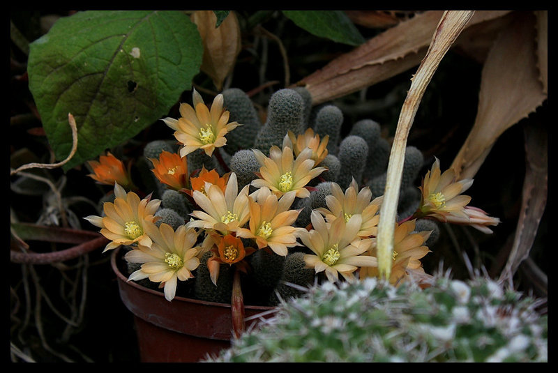 Rebutia-001