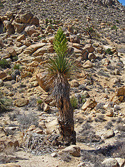 Huge Nolina (4637) Huge Nolina (4637)