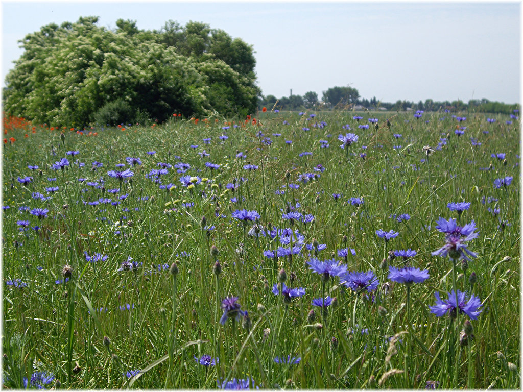 Kornblumen im Feld vor Holundergehölz