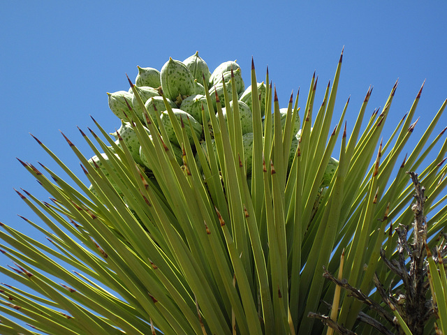 Joshua Tree (4650)