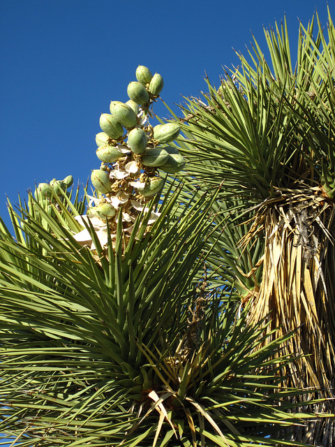 Joshua Tree Bloom (4613)