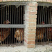 Les poulettes