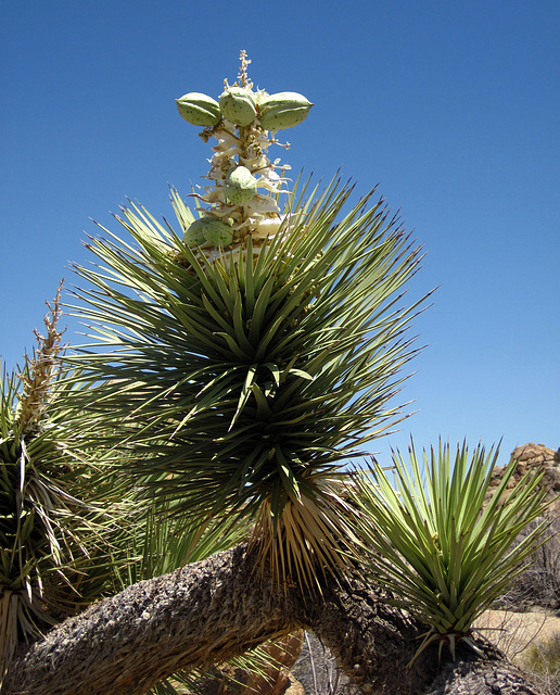 Joshua Tree Bloom (4652)