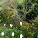 Sophora