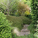 Escalier entre les buis - Hedera 'Celebrity ' à droite