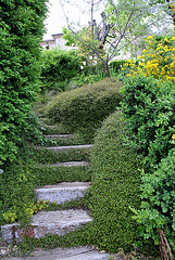 Escalier envahi par Muehlenbeckia