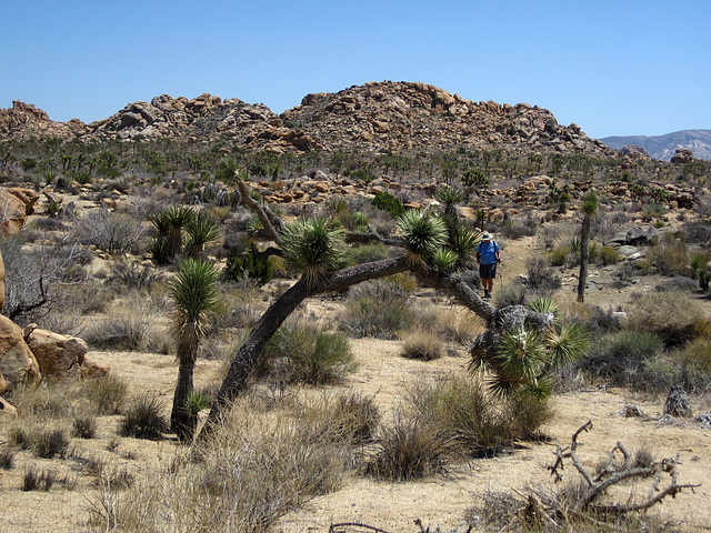 Joshua Tree National Park (4653)