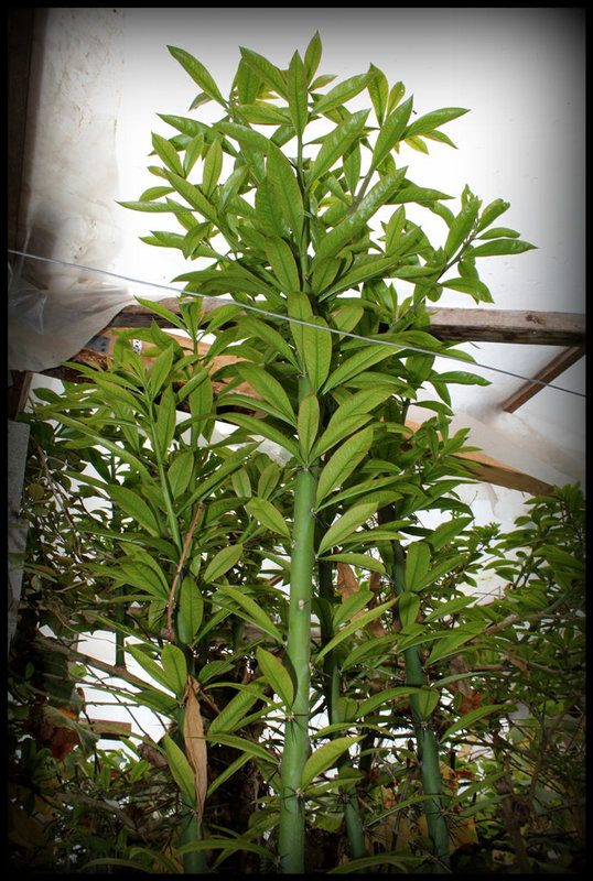 Pereskia grandifolia - Cactacées (6)