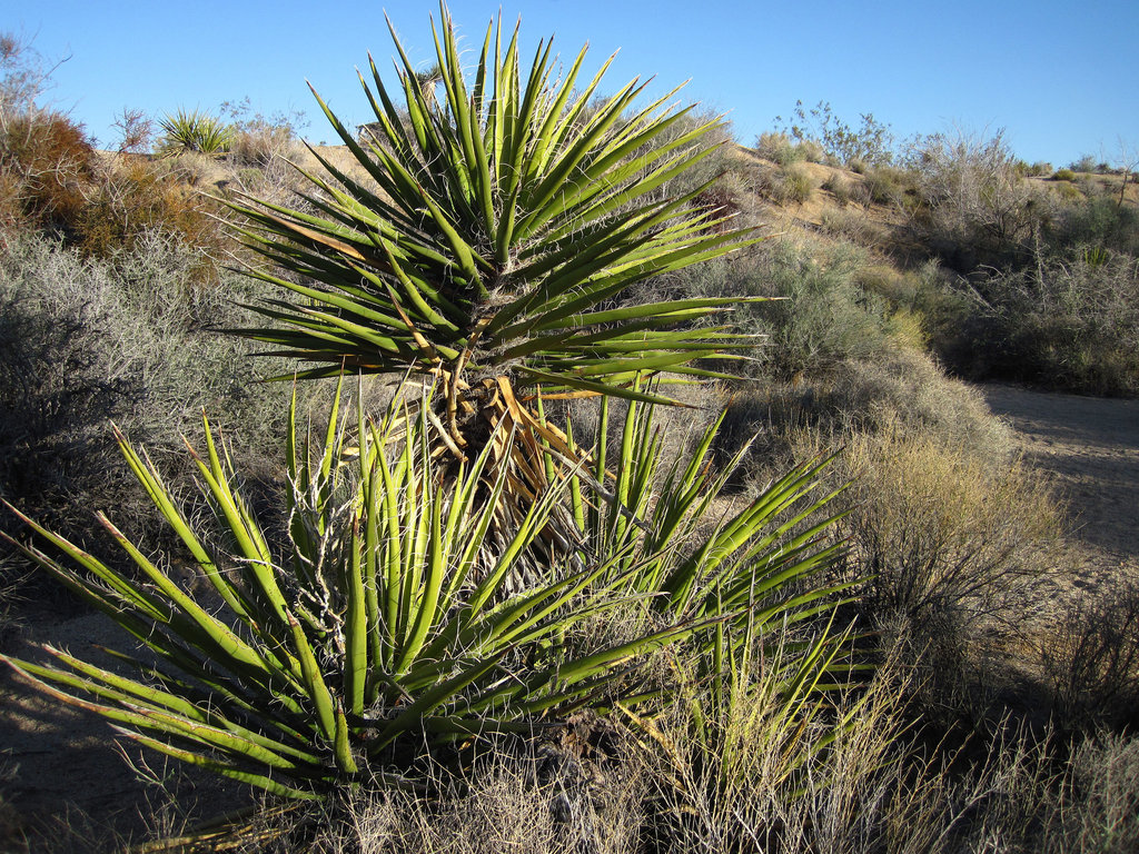 Yuccas (4617)