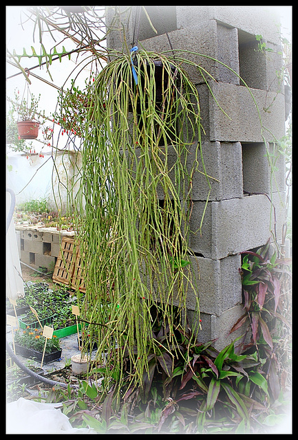 Rhipsalis  (2)