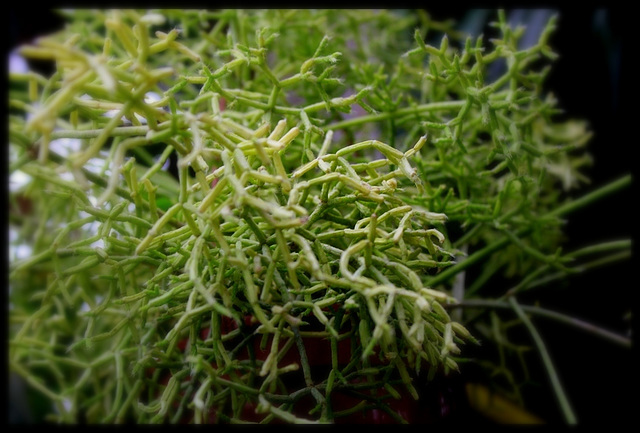 Rhipsalis