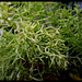 Rhipsalis