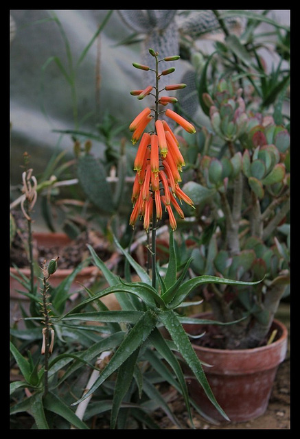 Aloe ciliaris