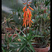 Aloe ciliaris