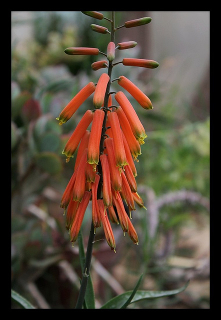 Aloe ciliaris -001