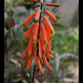 Aloe ciliaris -001