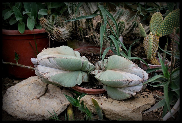 Astrophytum