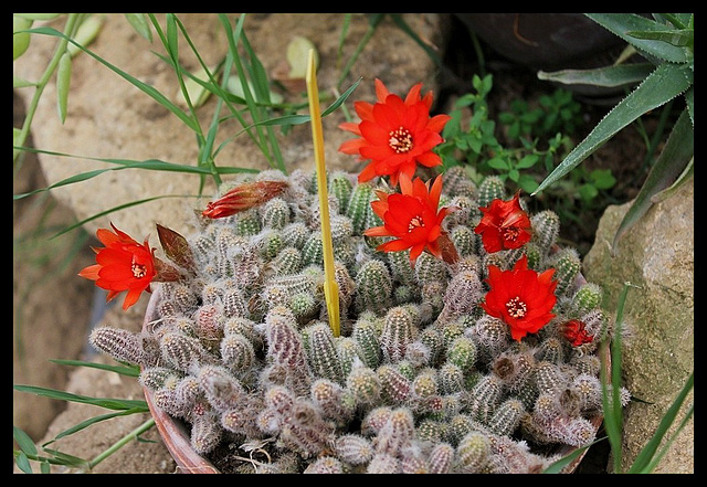 Chamaecereus silvestri