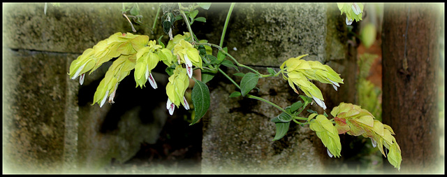 Justicia brandegeana lutea