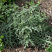 Acanthus spinosissimus
