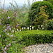 Tulipes- Buis et Syringa heterophylla