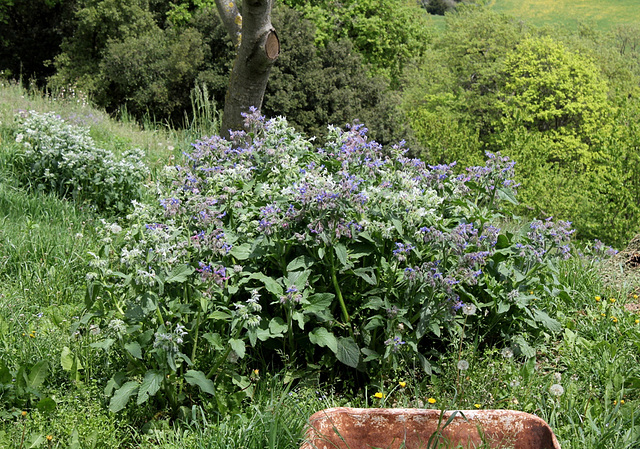 Bourrache (2)