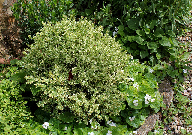 Buis- Buxus sempervirens variegata