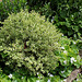 Buis- Buxus sempervirens variegata