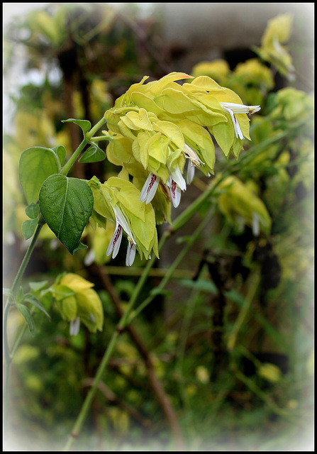 Justicia brandegeana lutea