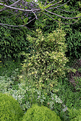 Buxus sempervirens aurea pendula