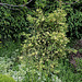 Buxus sempervirens aurea pendula