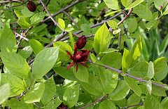 Calycanthus