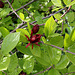 Calycanthus