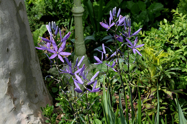 Camassia (2)