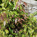 Clematis armandii