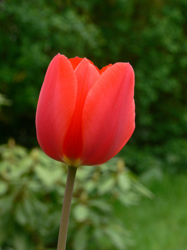 Tulpe in Rot