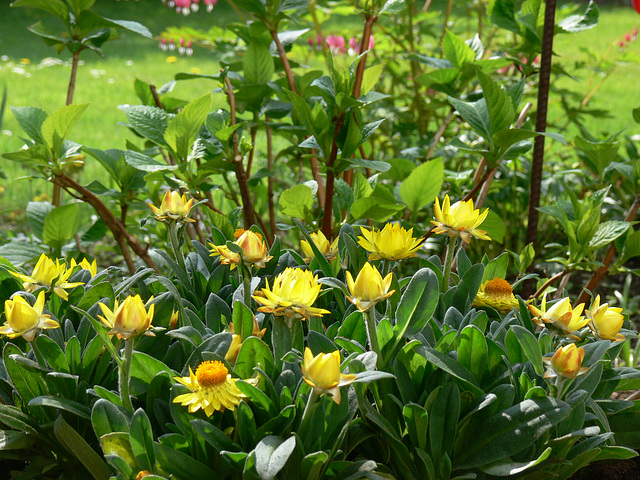 Frühling im Garten