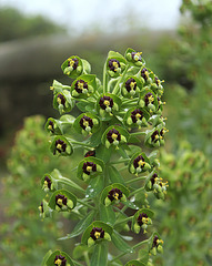 Euphorbia characias-002
