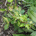 Fatshedera variegata 'Anne Mieke'