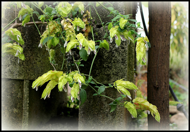 Justicia brandegeana lutea