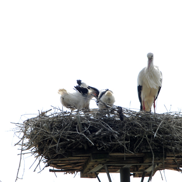 Storch3