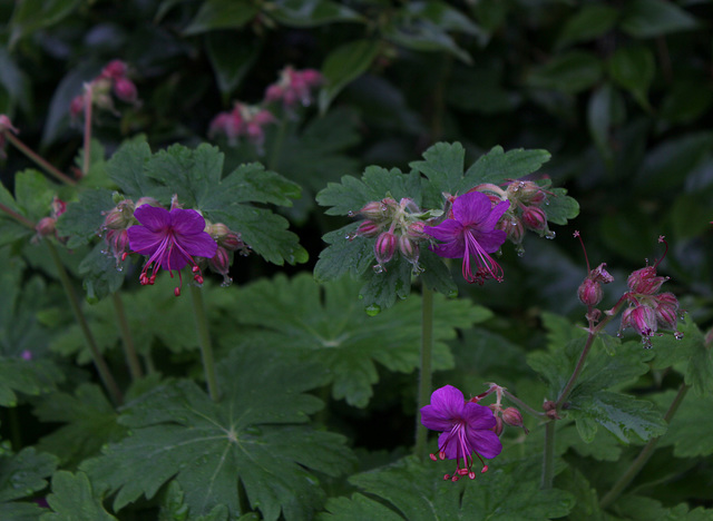 Geranium macrorhizum-001