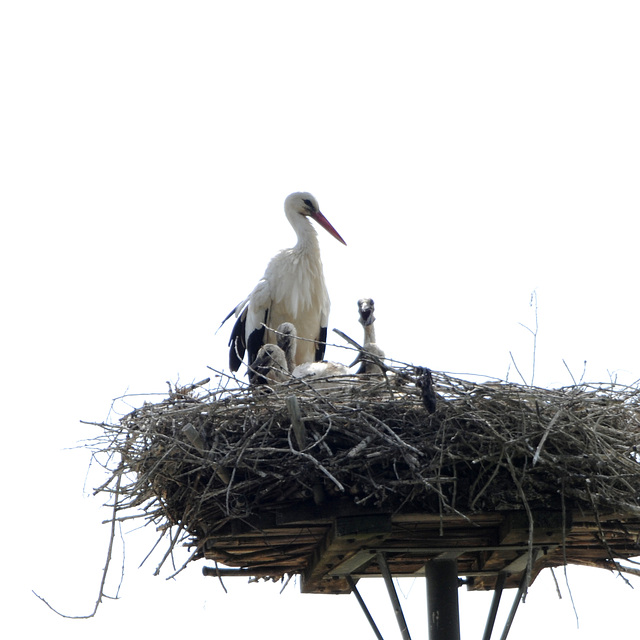 Storch5